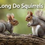 How Long Do Squirrels Live