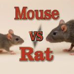 Mouse vs Rat