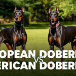 european doberman vs american doberman